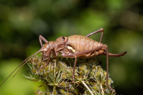 Réf. 245 005 : Uromenus brevicollis insularis